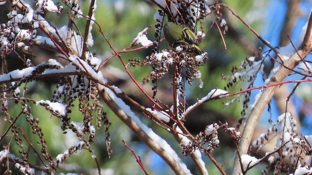 Золотомушка рубіновочуба - ML646761656