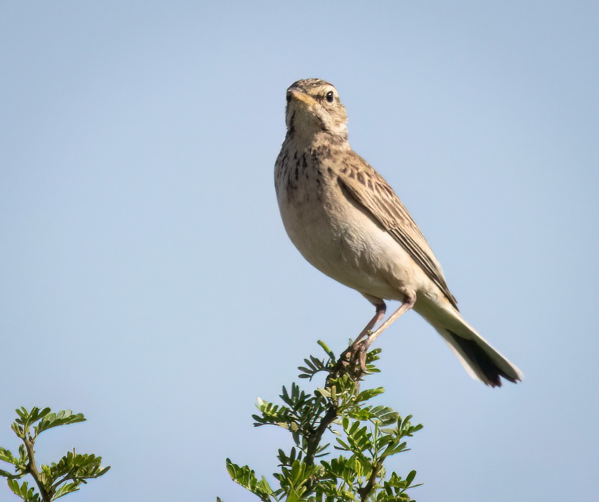 Pipit africain - ML646761671