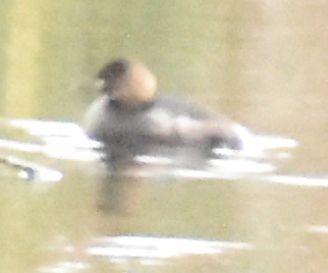 Little Grebe - ML646761672