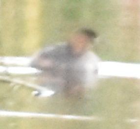 Little Grebe - ML646761673