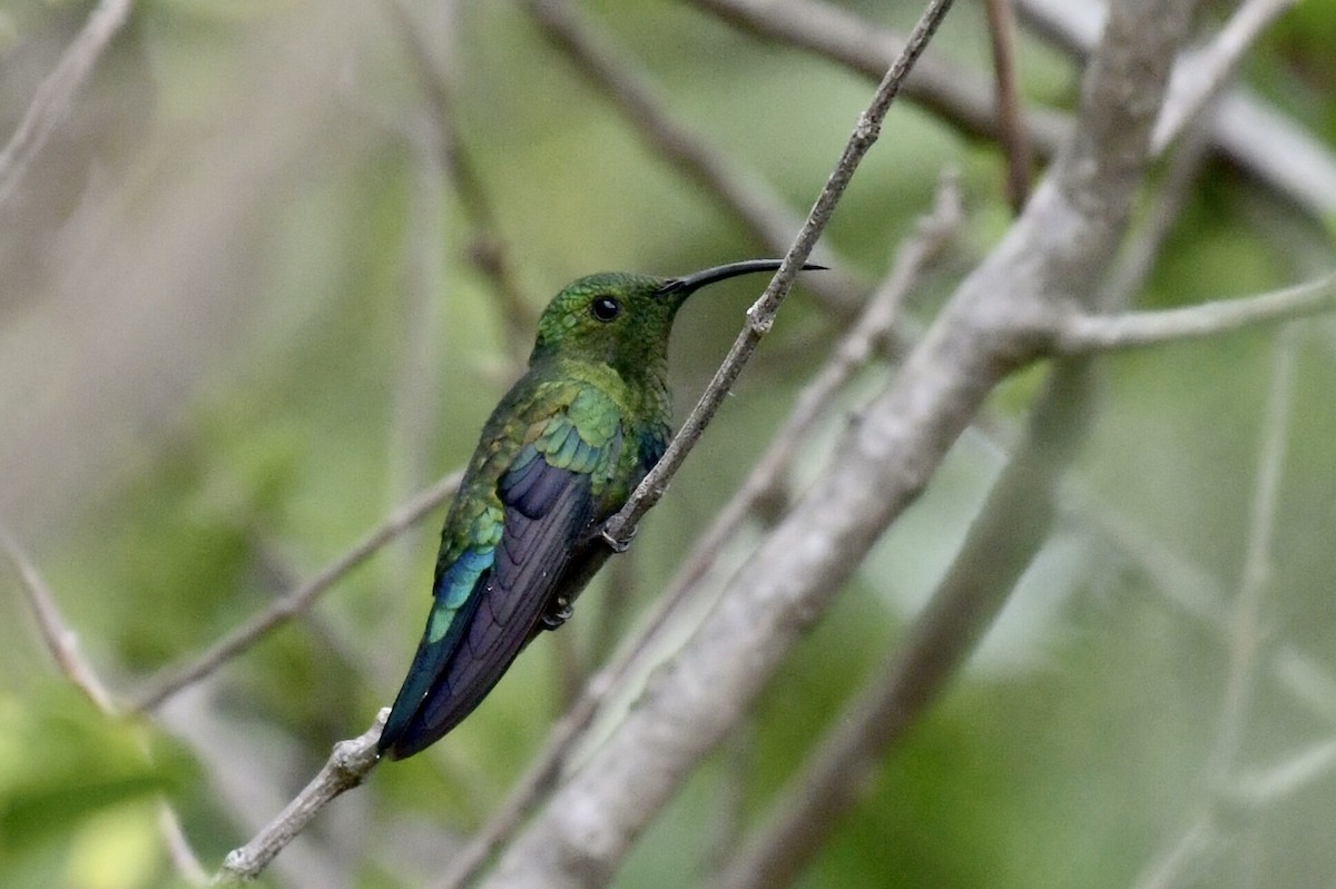 Green-throated Carib - ML646761676