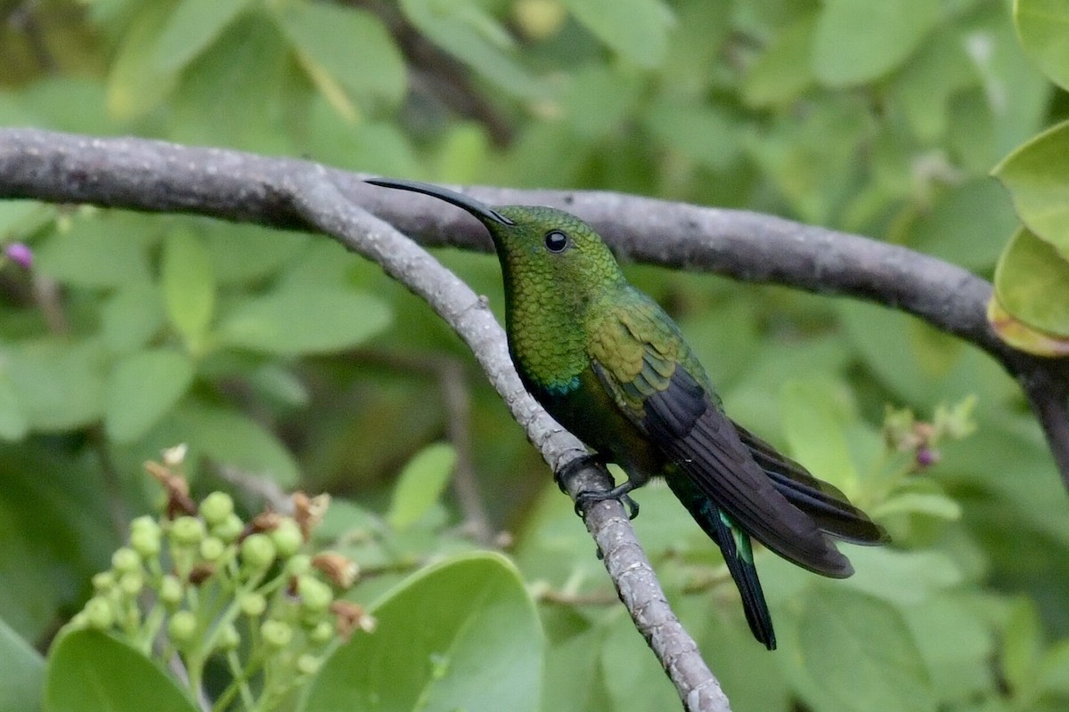 Green-throated Carib - ML646761677