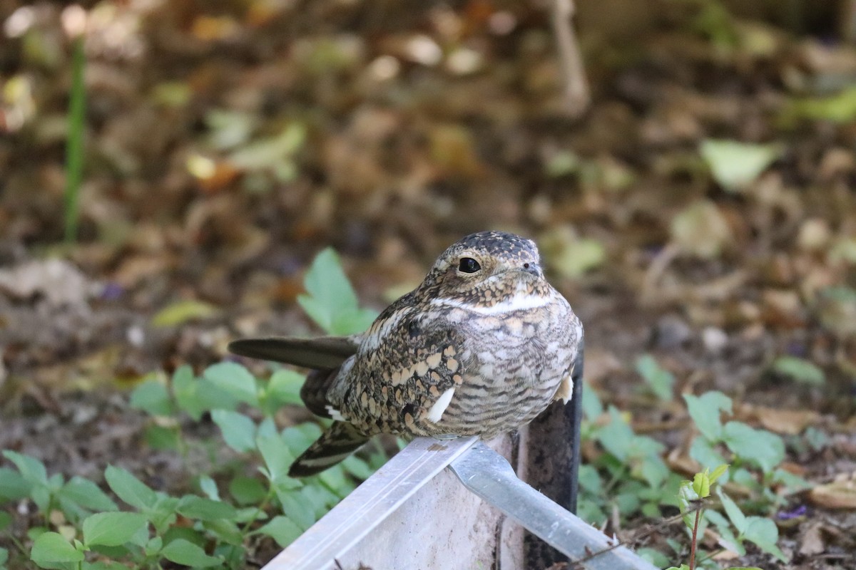 Common Nighthawk - ML646761682