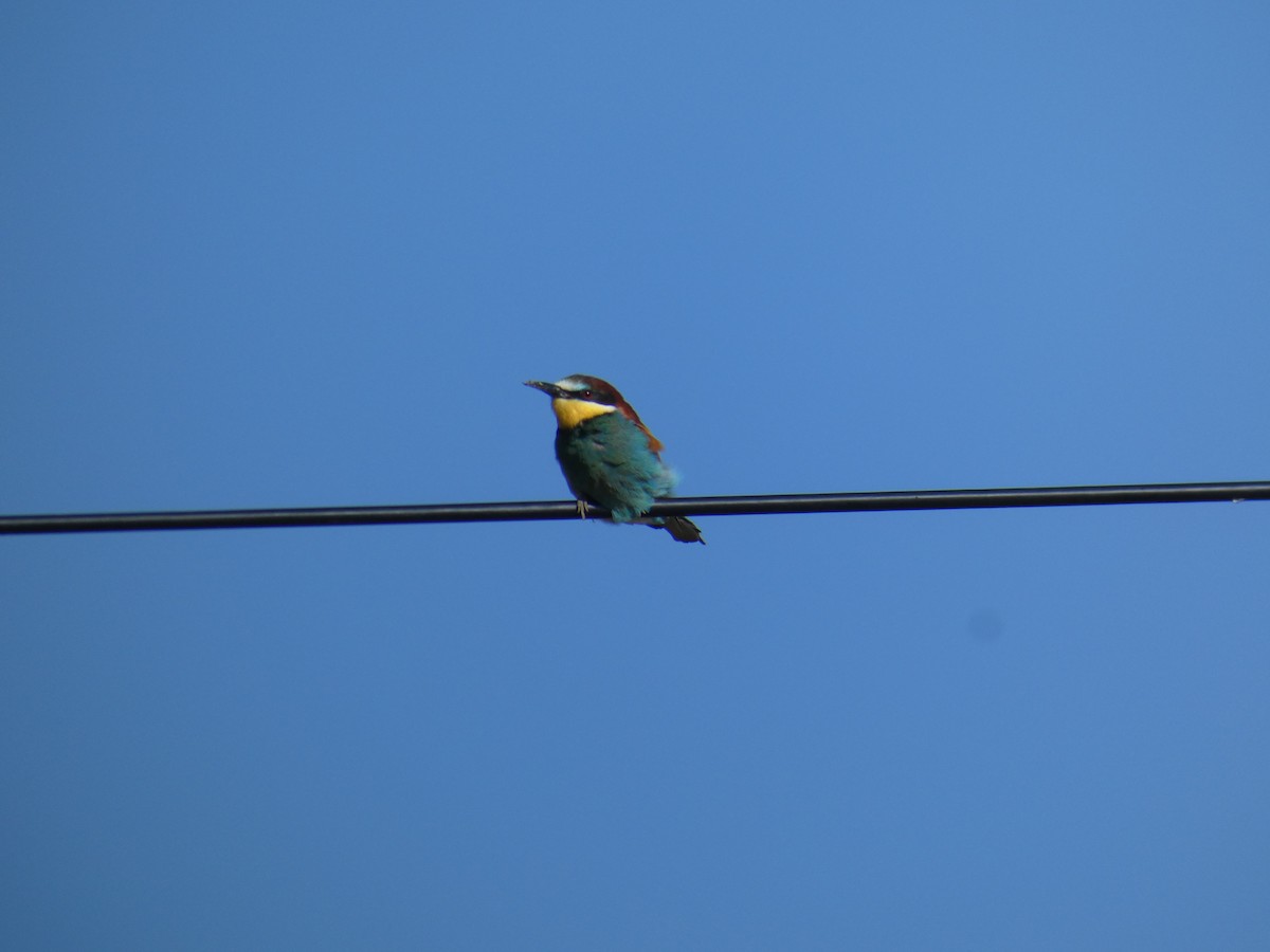 European Bee-eater - ML646761683