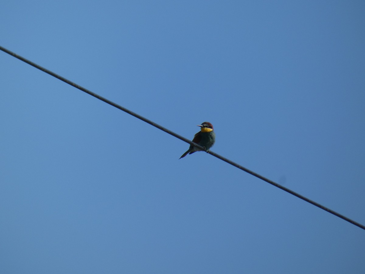 European Bee-eater - ML646761684