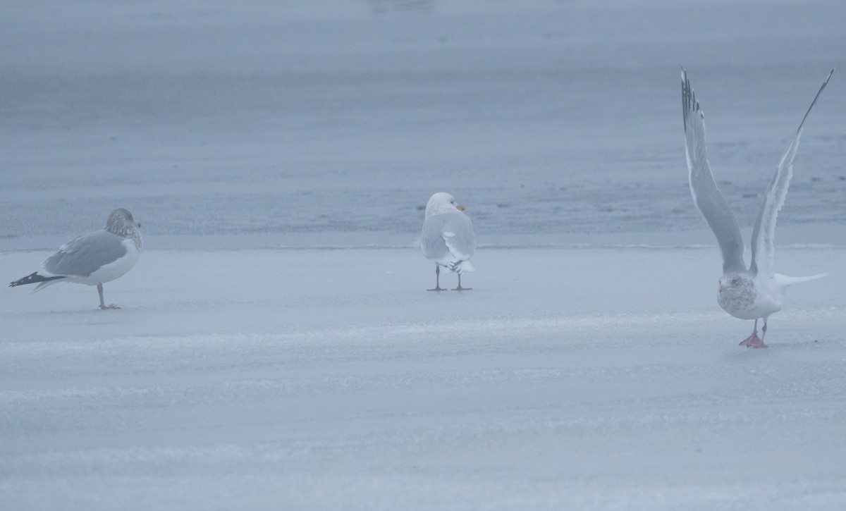 Iceland Gull - ML646761687