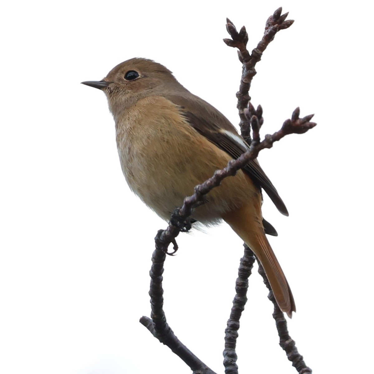 Daurian Redstart - ML646761688