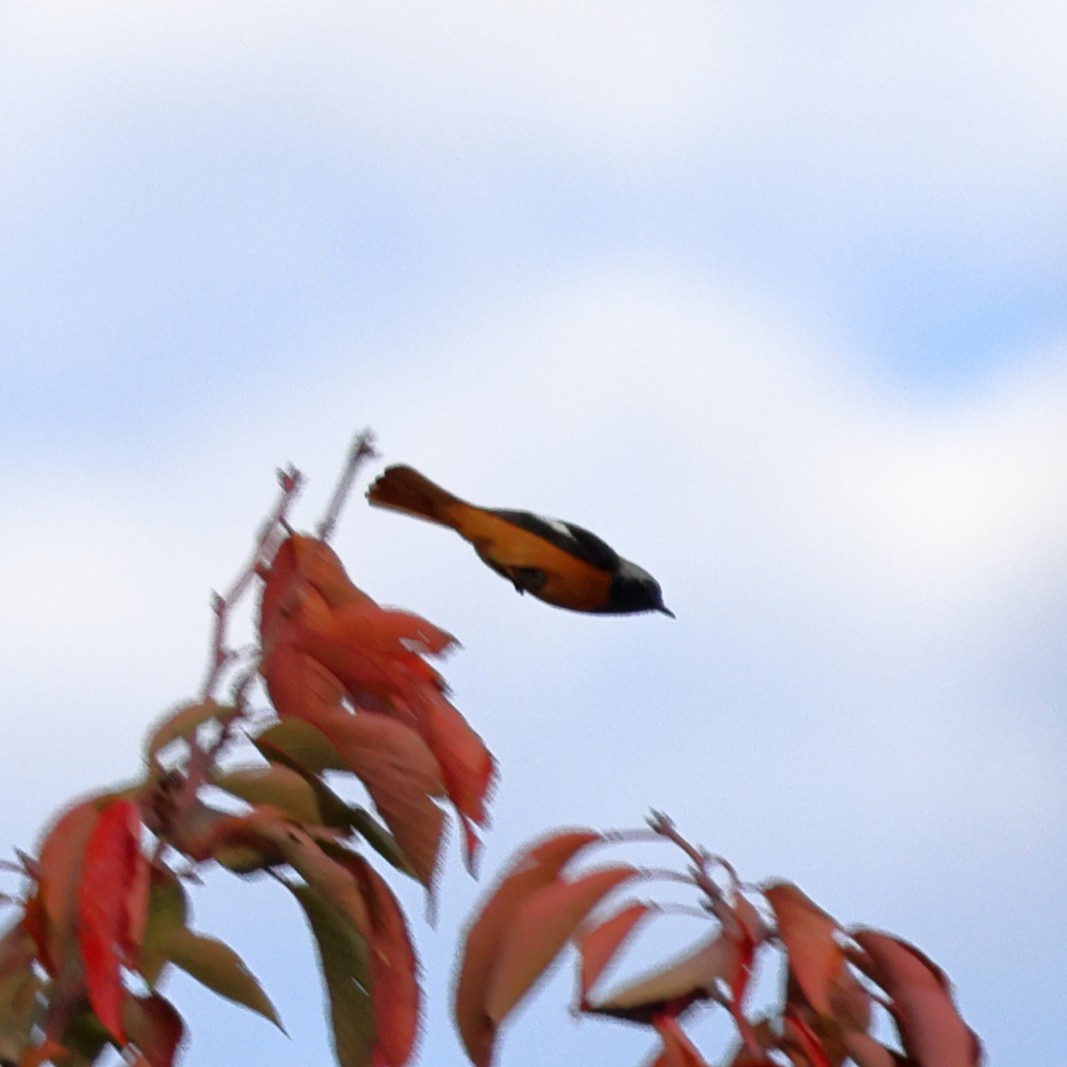 Daurian Redstart - ML646761689