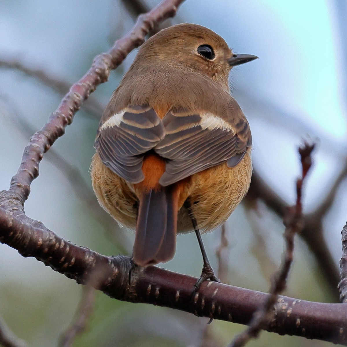 Daurian Redstart - ML646761690