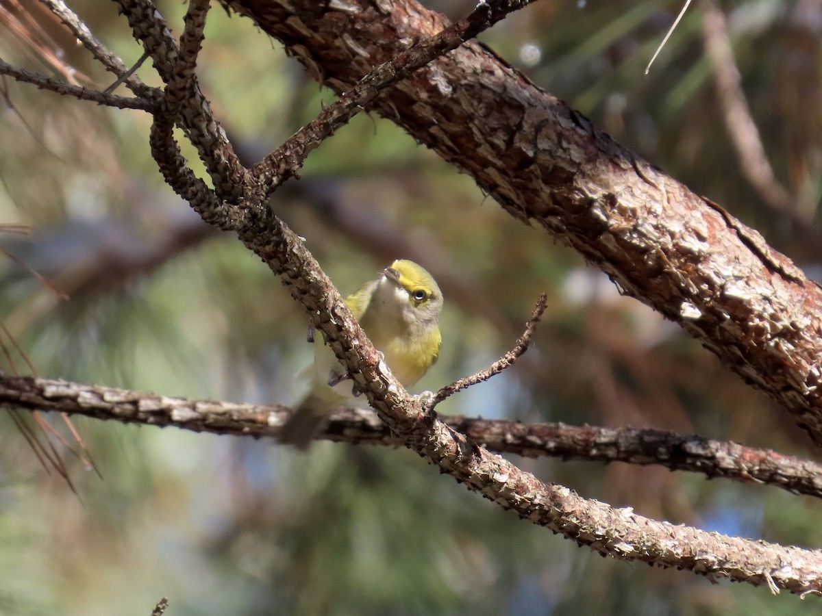 ויראו לבן-עין - ML646761696
