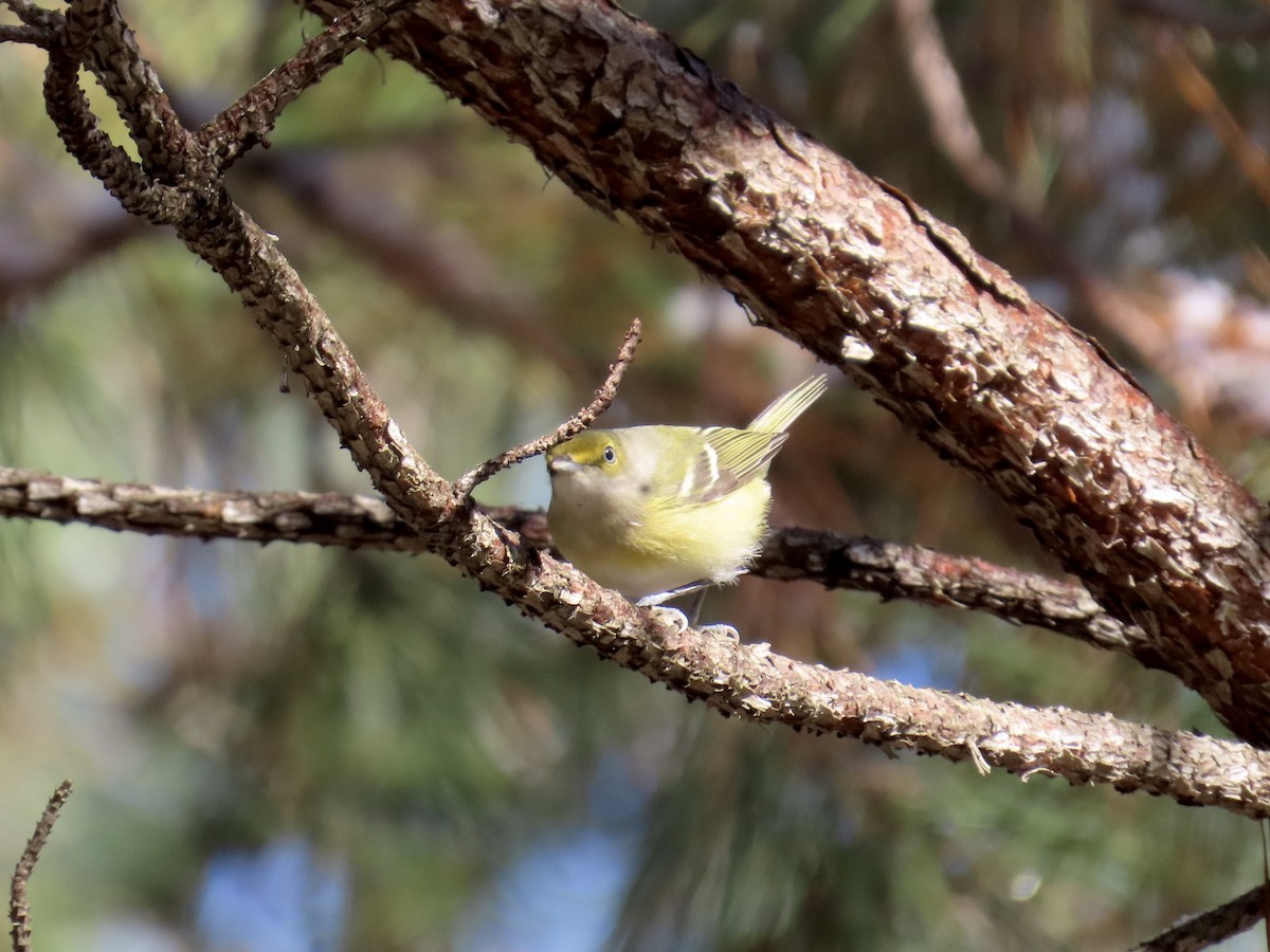 ויראו לבן-עין - ML646761697