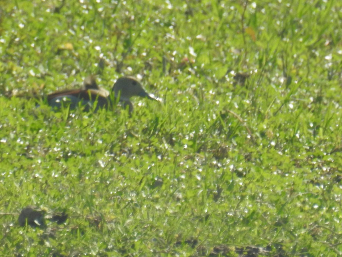 クビワコガモ - ML646761698