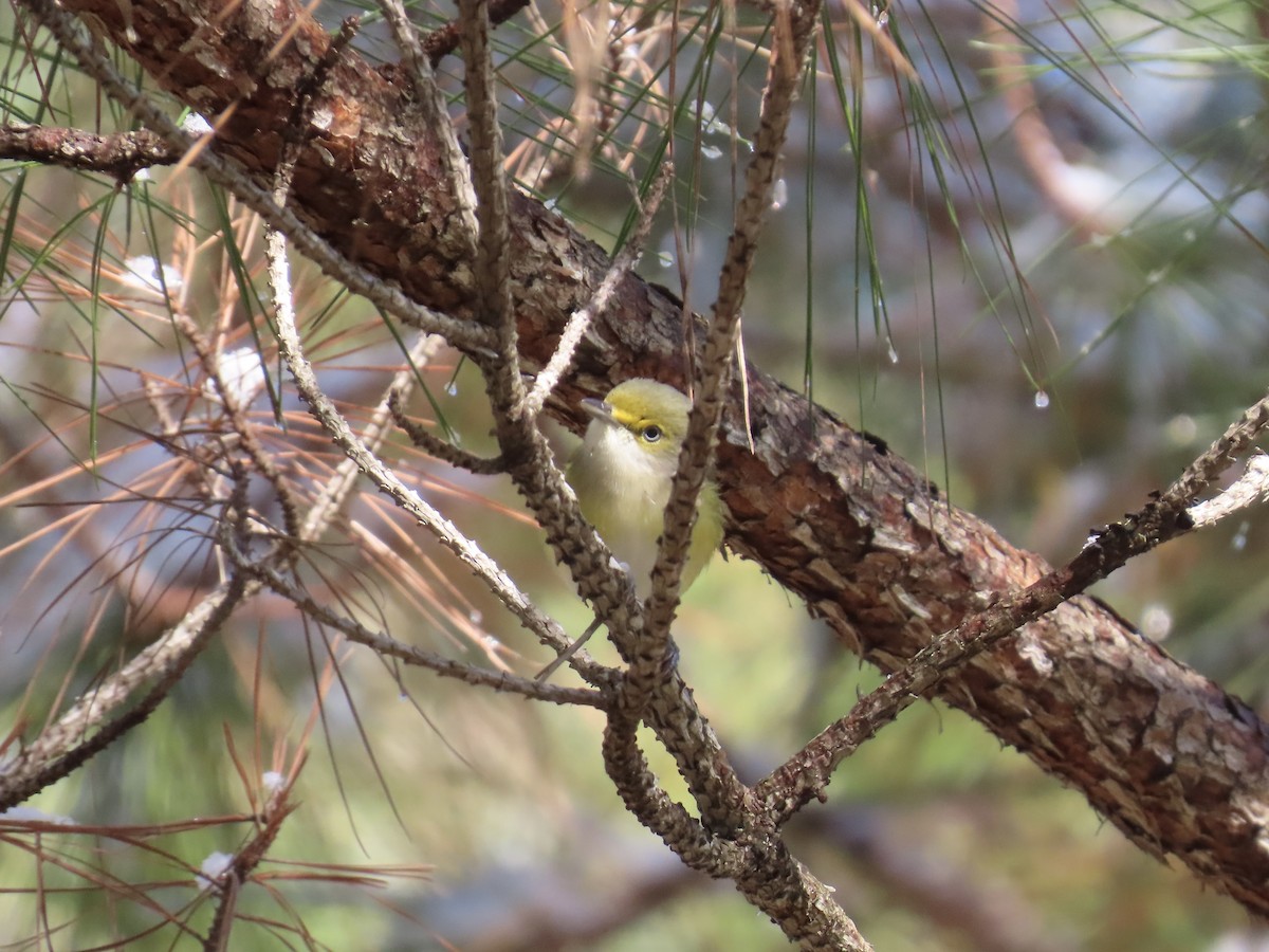 ויראו לבן-עין - ML646761699