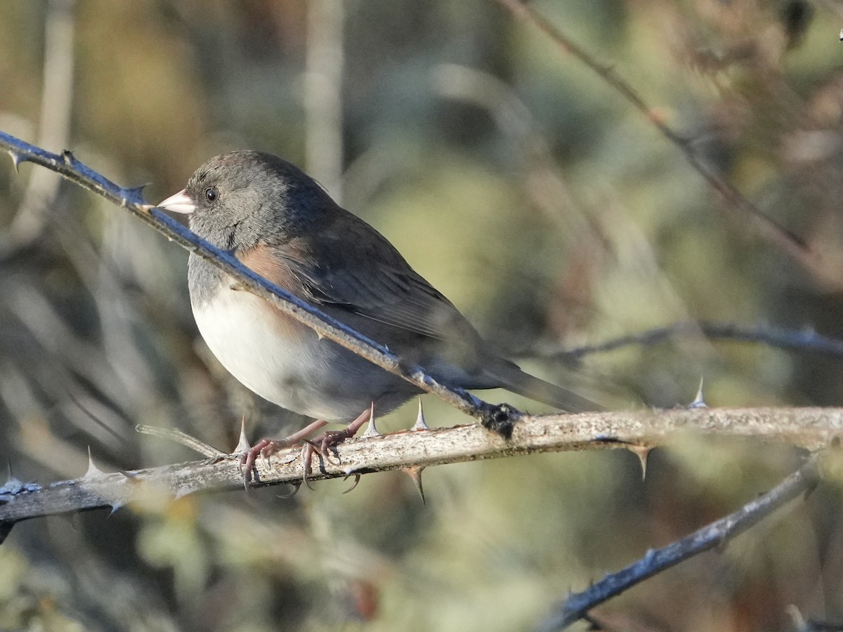 Юнко сірий - ML646761700