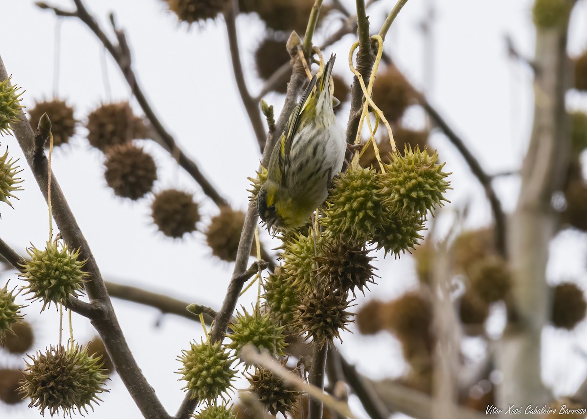 Eurasian Siskin - ML646761702