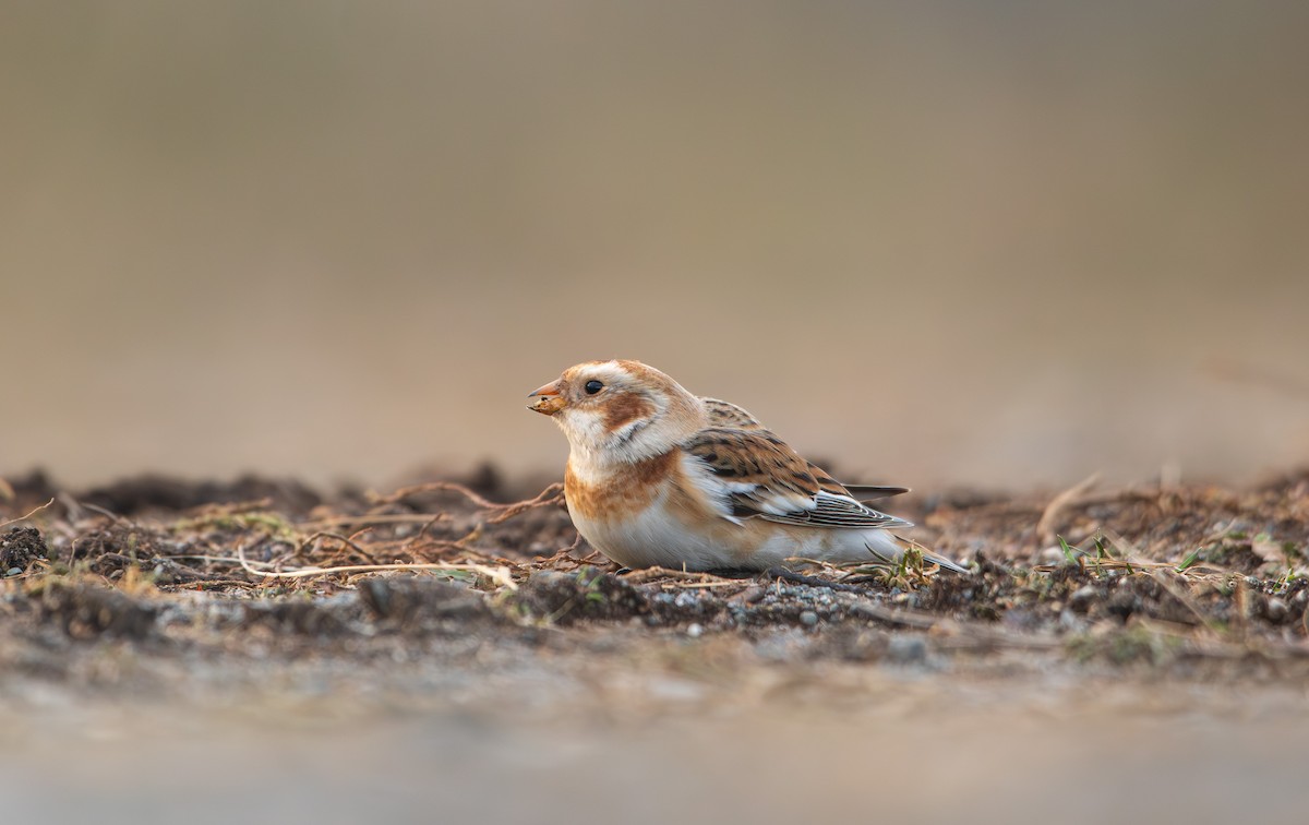 Zigolo delle nevi - ML646761704