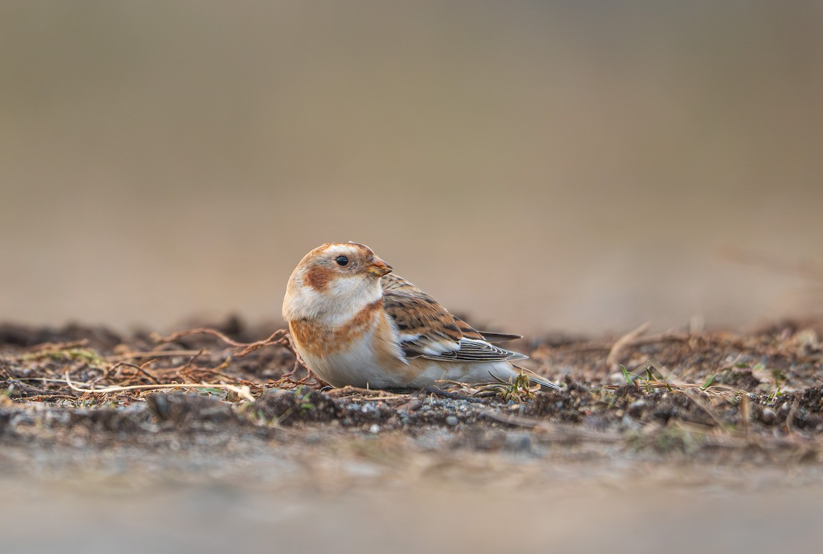 Zigolo delle nevi - ML646761705