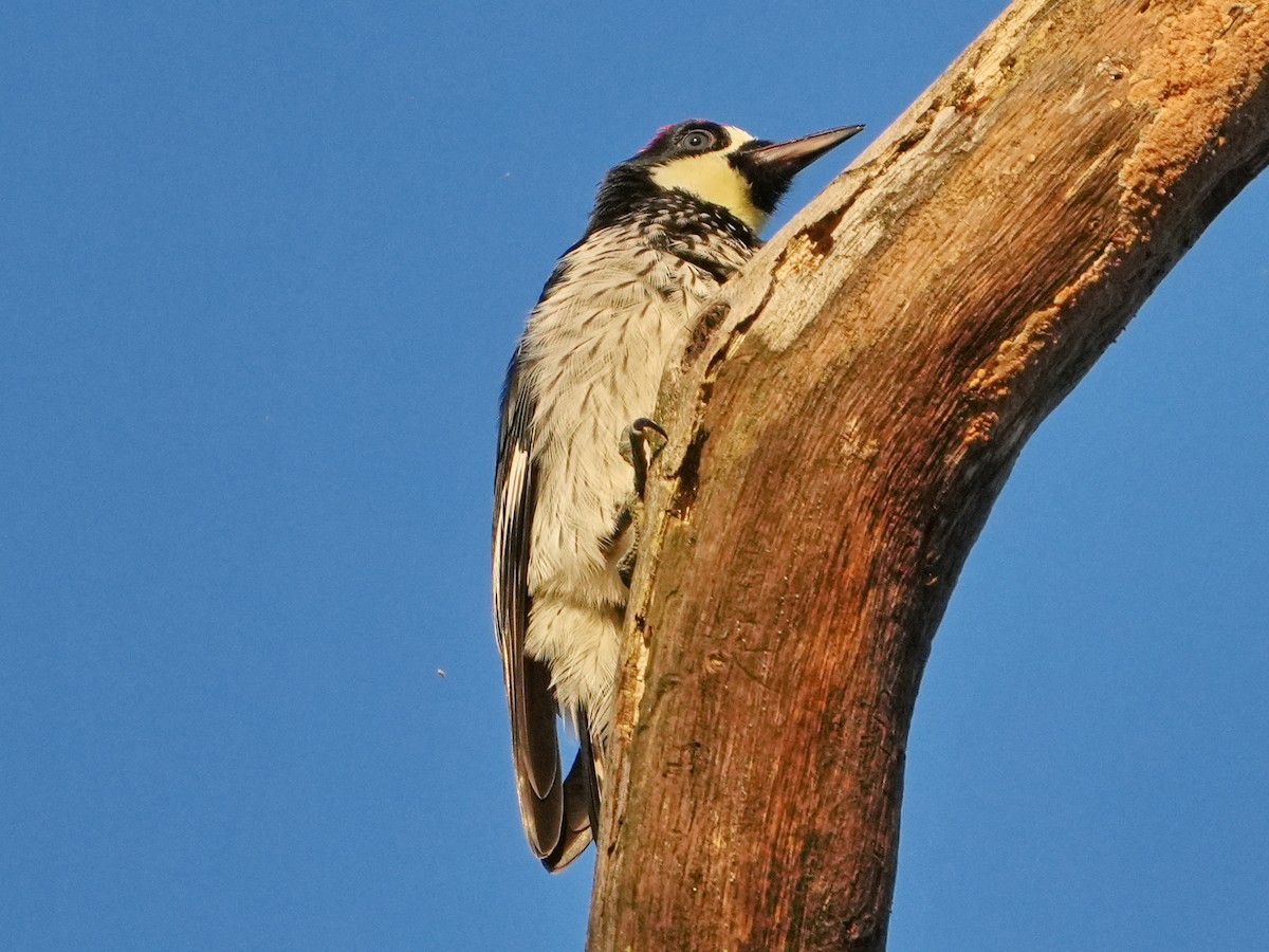 Гіла чорновола - ML646761713