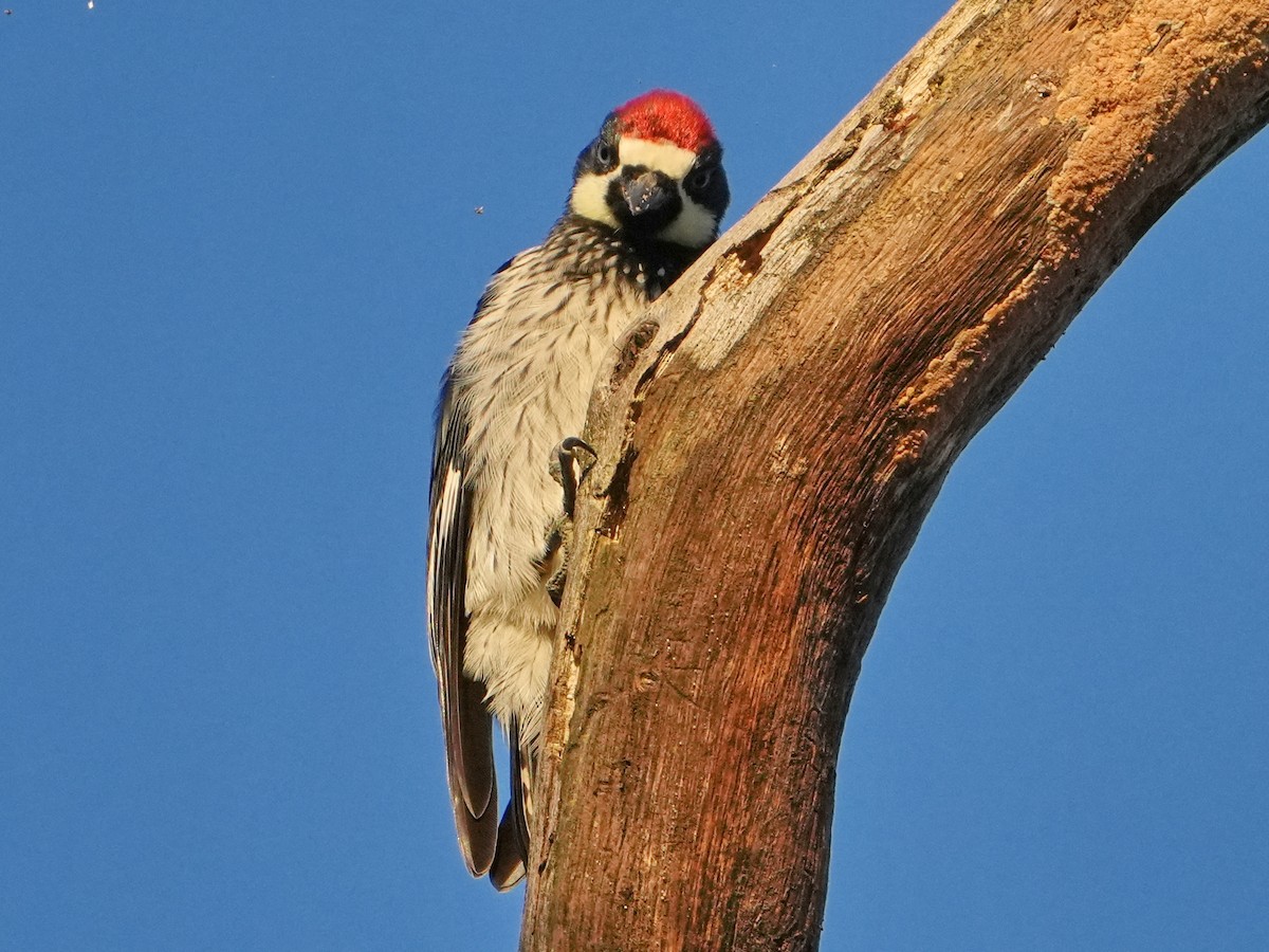 Гіла чорновола - ML646761714