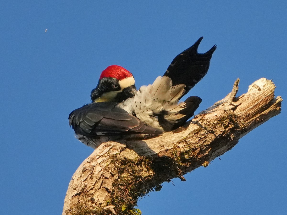 Гіла чорновола - ML646761715