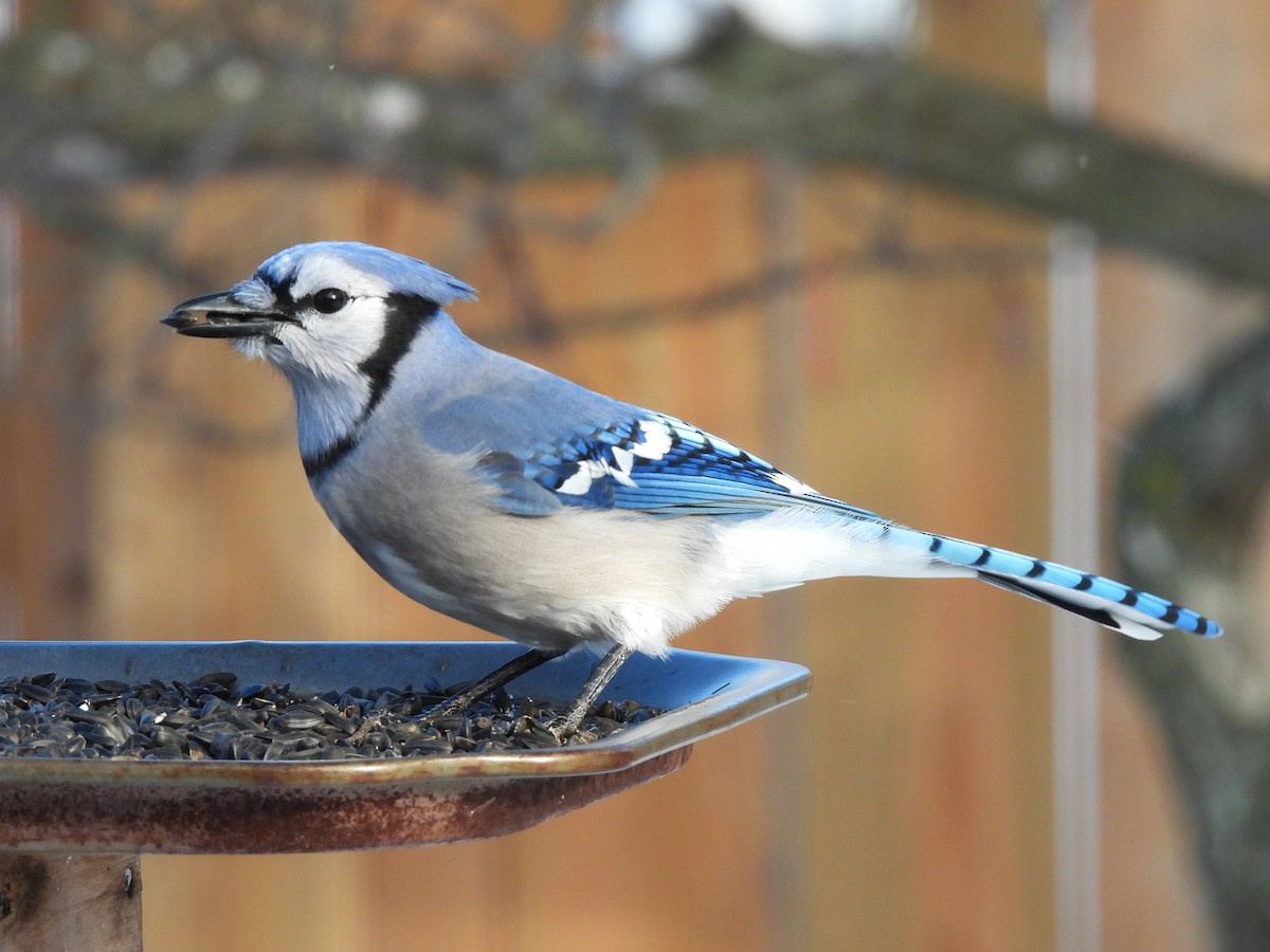 Blue Jay - ML646761718