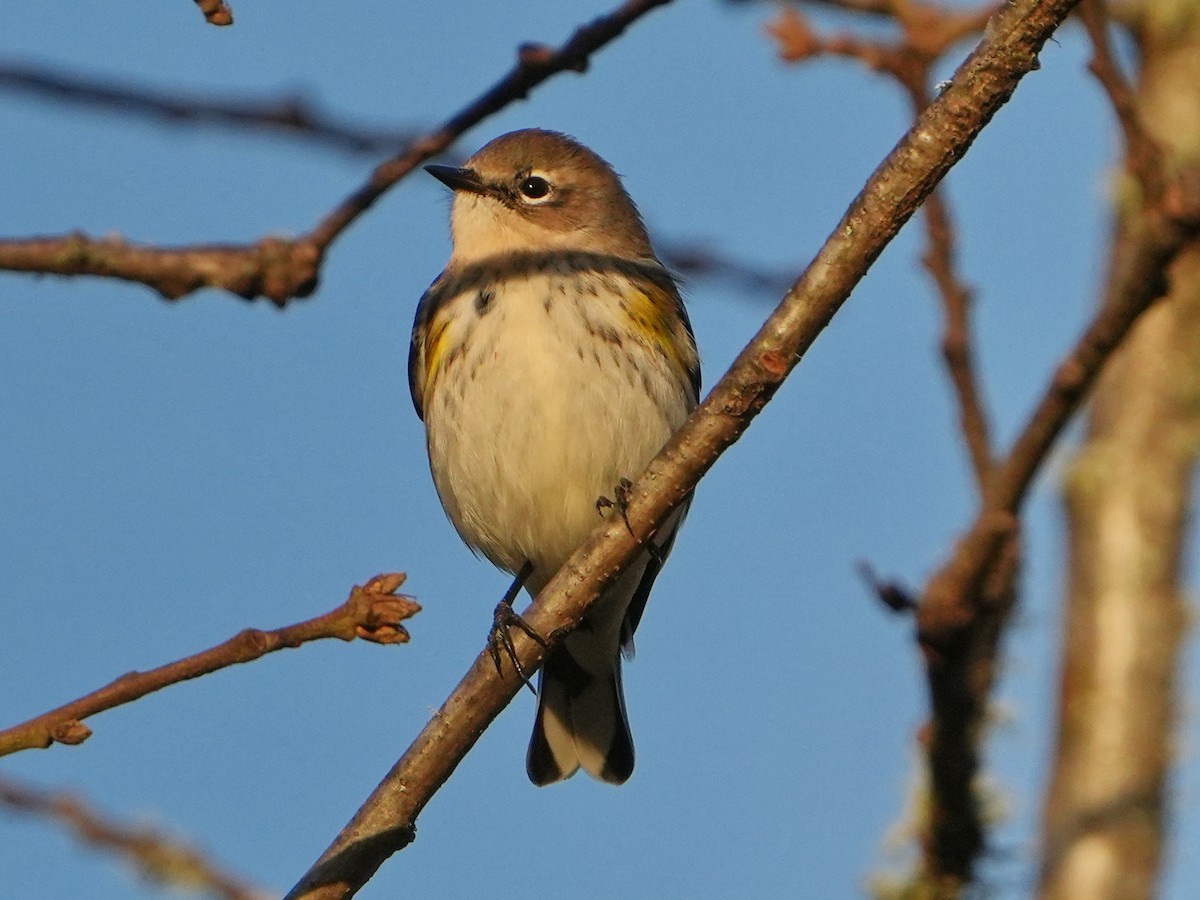 Пісняр-лісовик жовтогузий - ML646761719