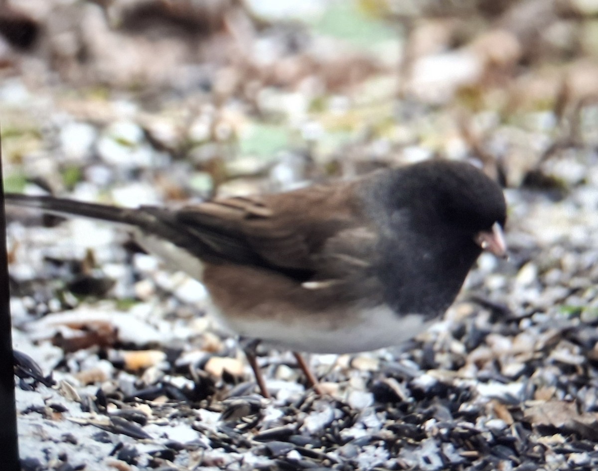 Dark-eyed Junco (Oregon) - ML646761722