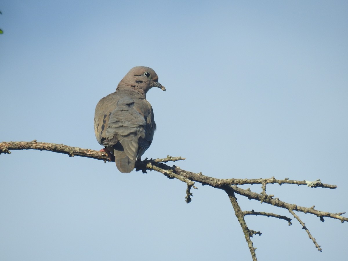 ミミグロバト - ML646761724