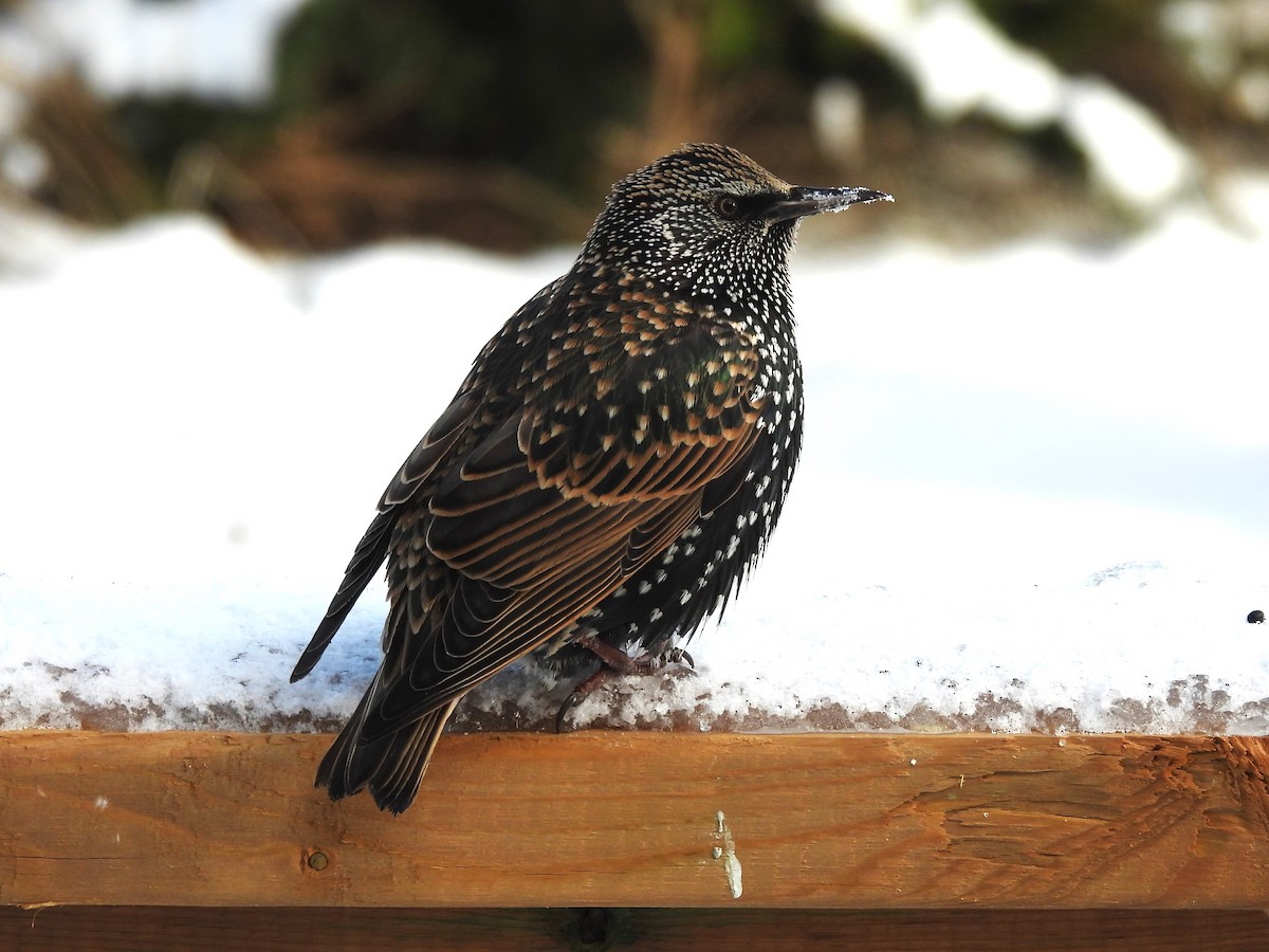 European Starling - ML646761728
