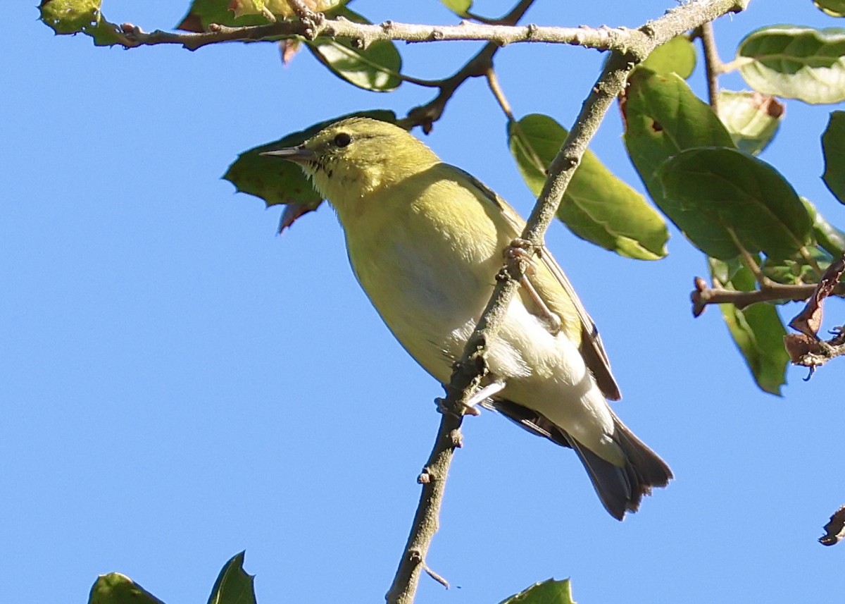Tennessee Warbler - ML646761734