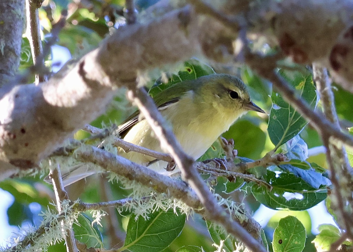 Tennessee Warbler - ML646761735