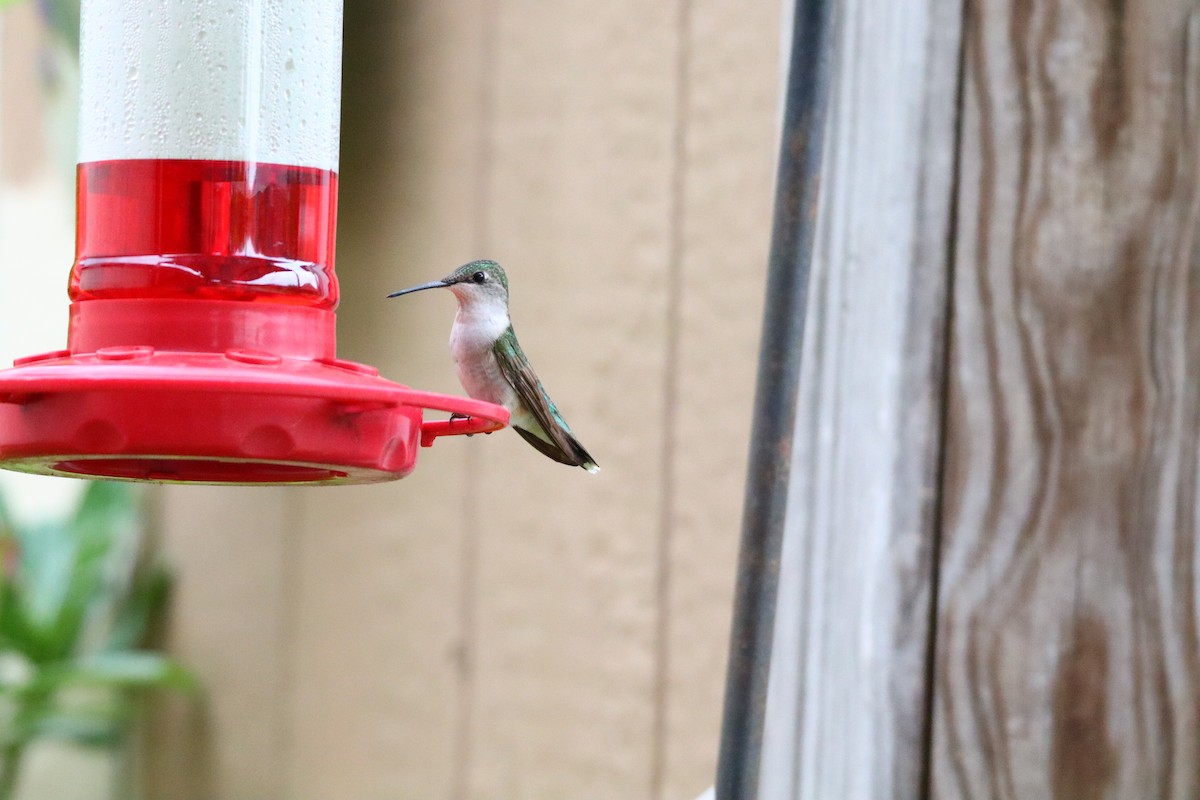 Black-chinned Hummingbird - ML646761738