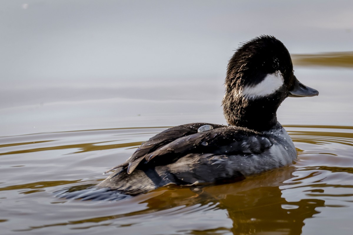 Bufflehead - ML646761740