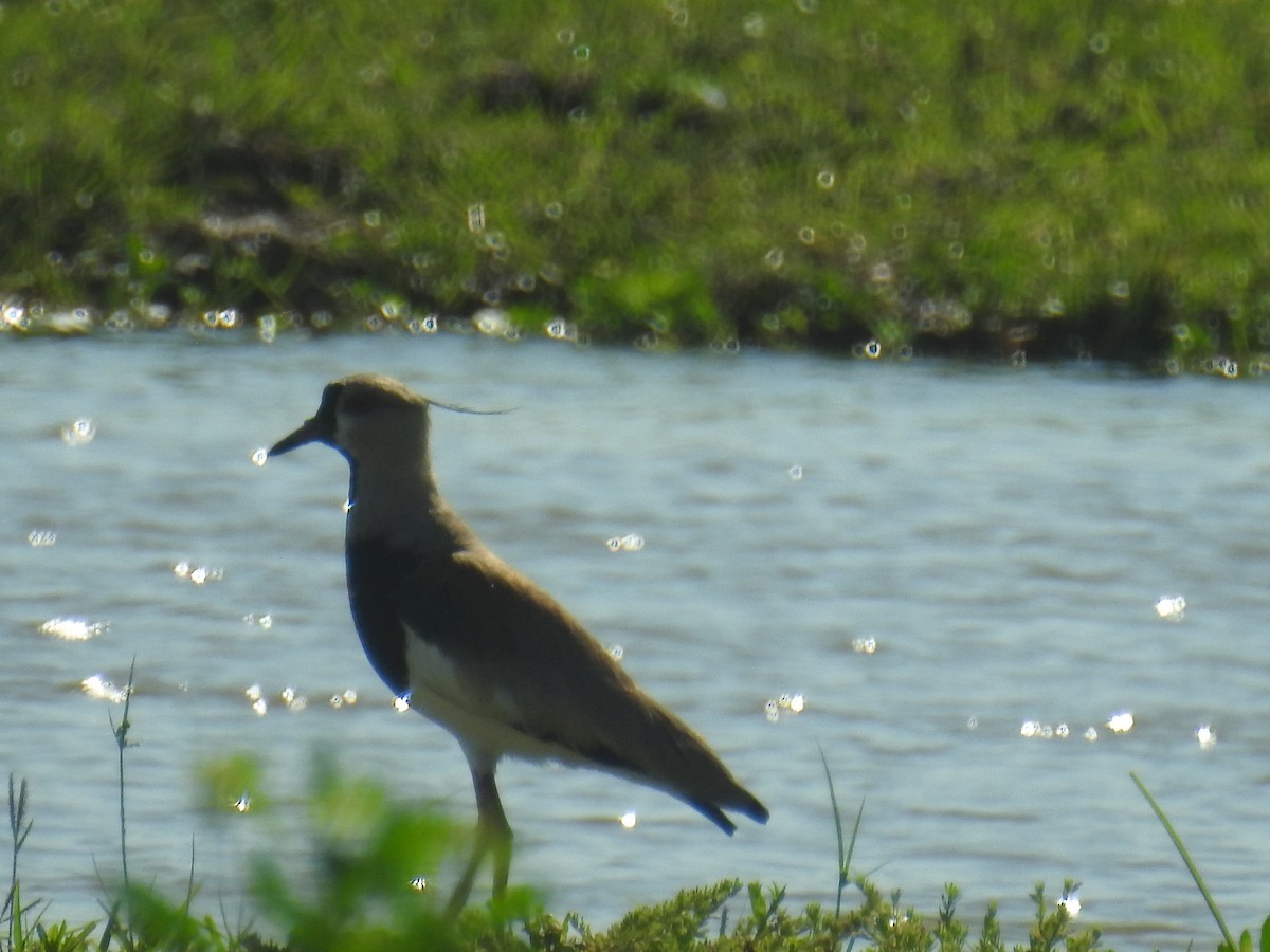 ナンベイタゲリ - ML646761741