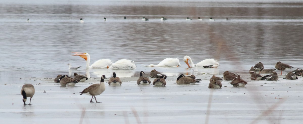 Amerika Pelikanı - ML646761754