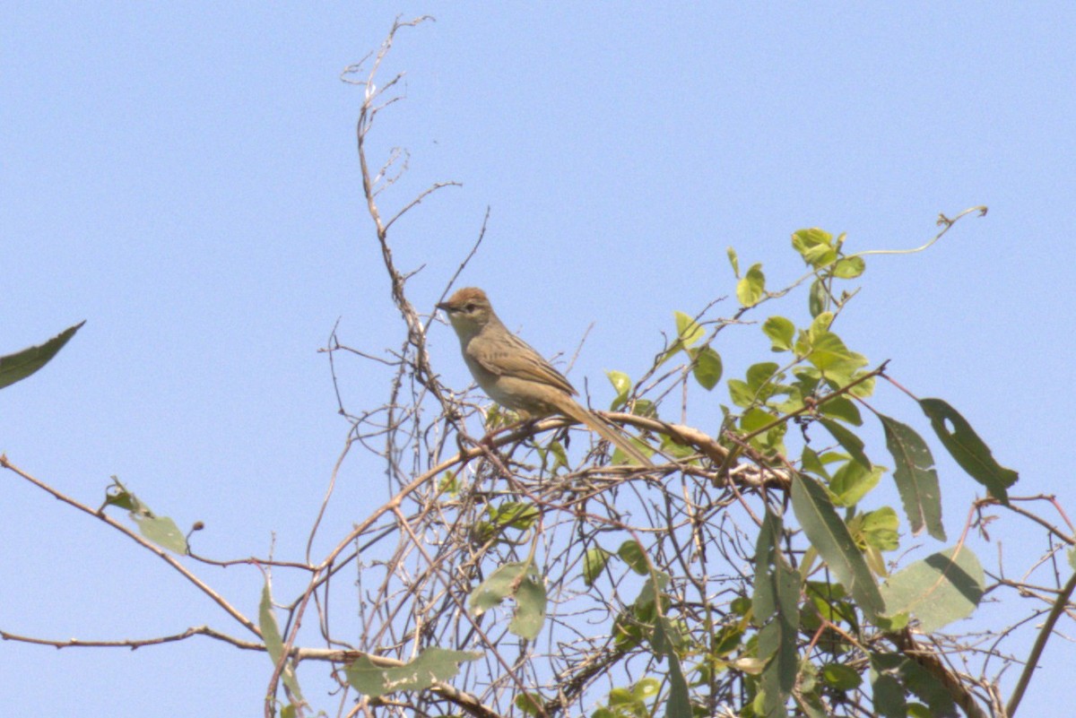 Tawny Grassbird - ML646761755
