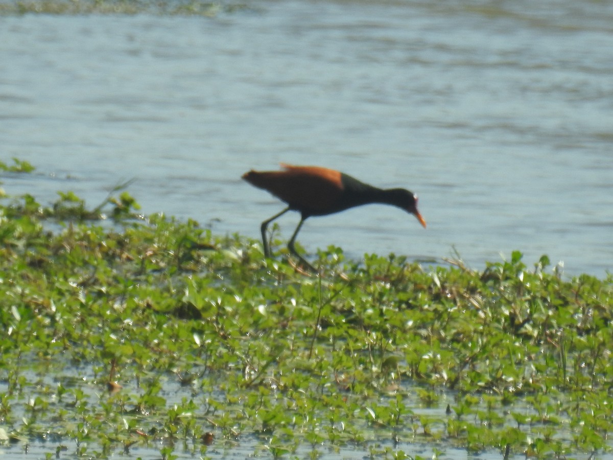 ナンベイレンカク - ML646761756