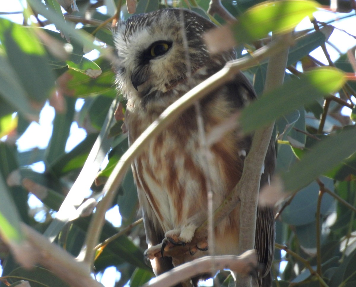 Сич північний - ML646761760