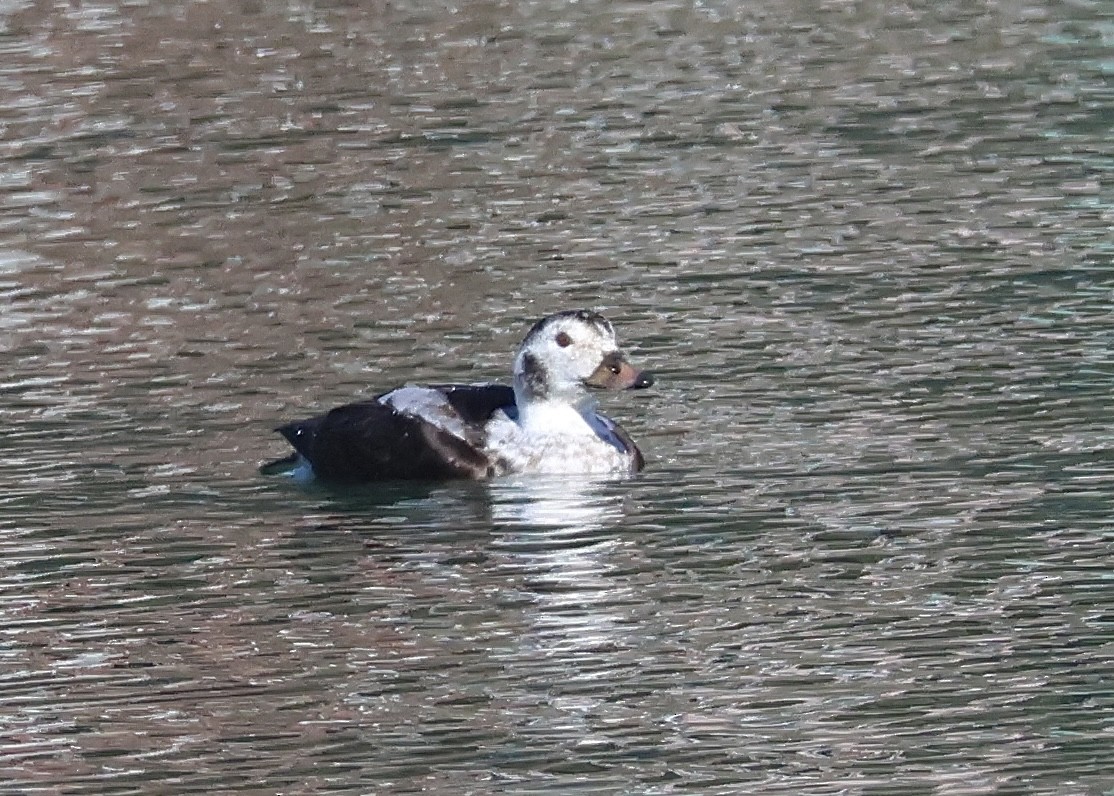 Eisente - ML646761761