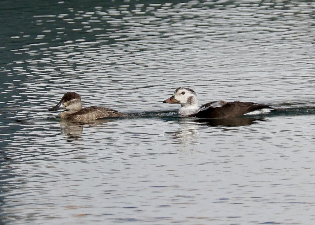 Eisente - ML646761762