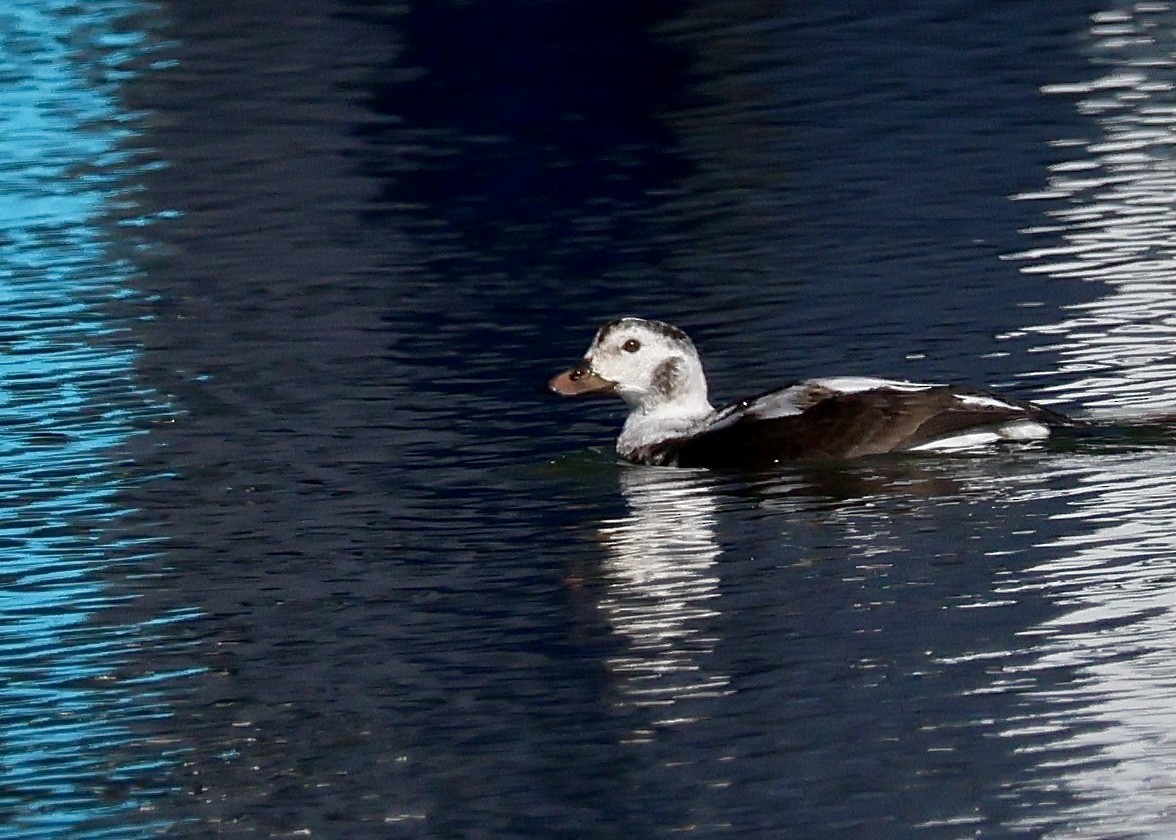 Eisente - ML646761763