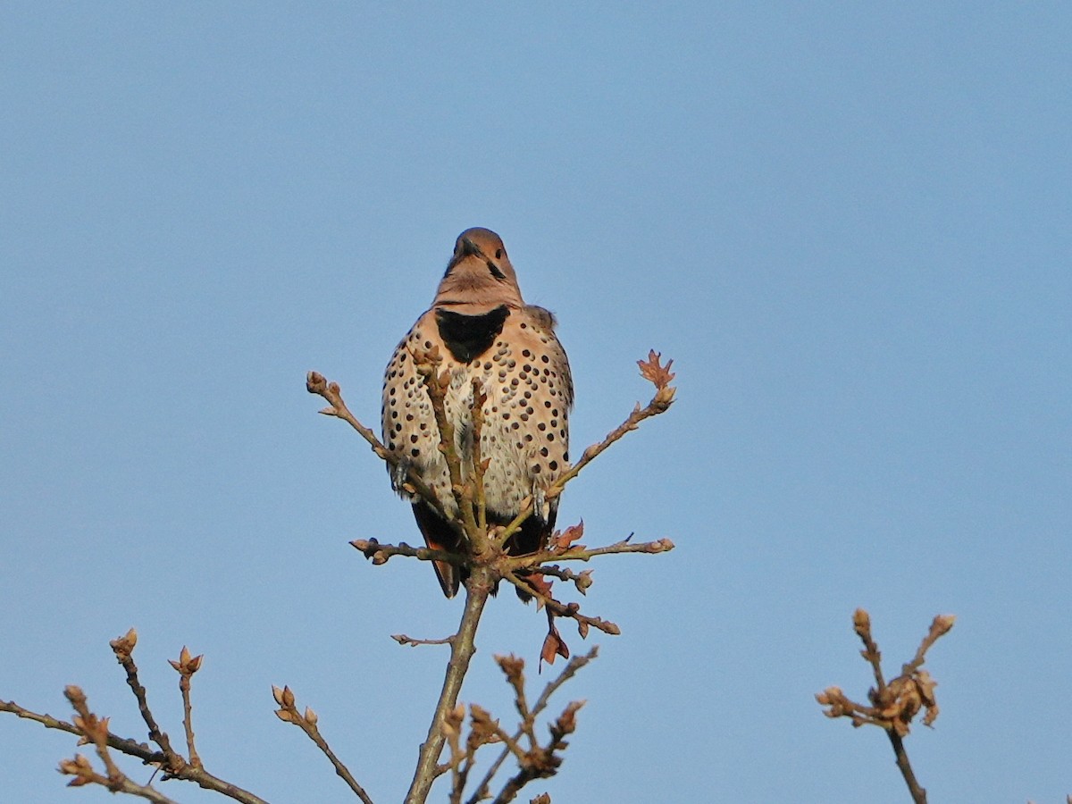 Декол золотистий - ML646761773