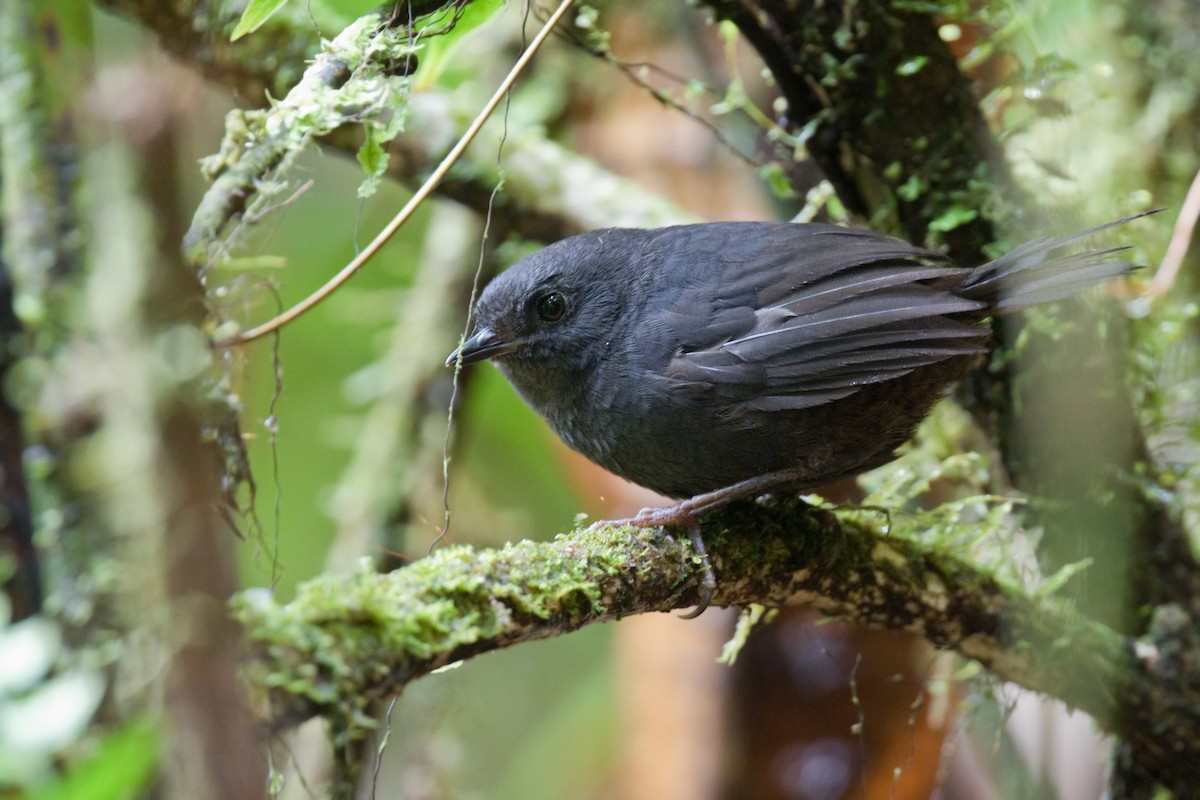 Rufous-vented Tapaculo - ML646761776