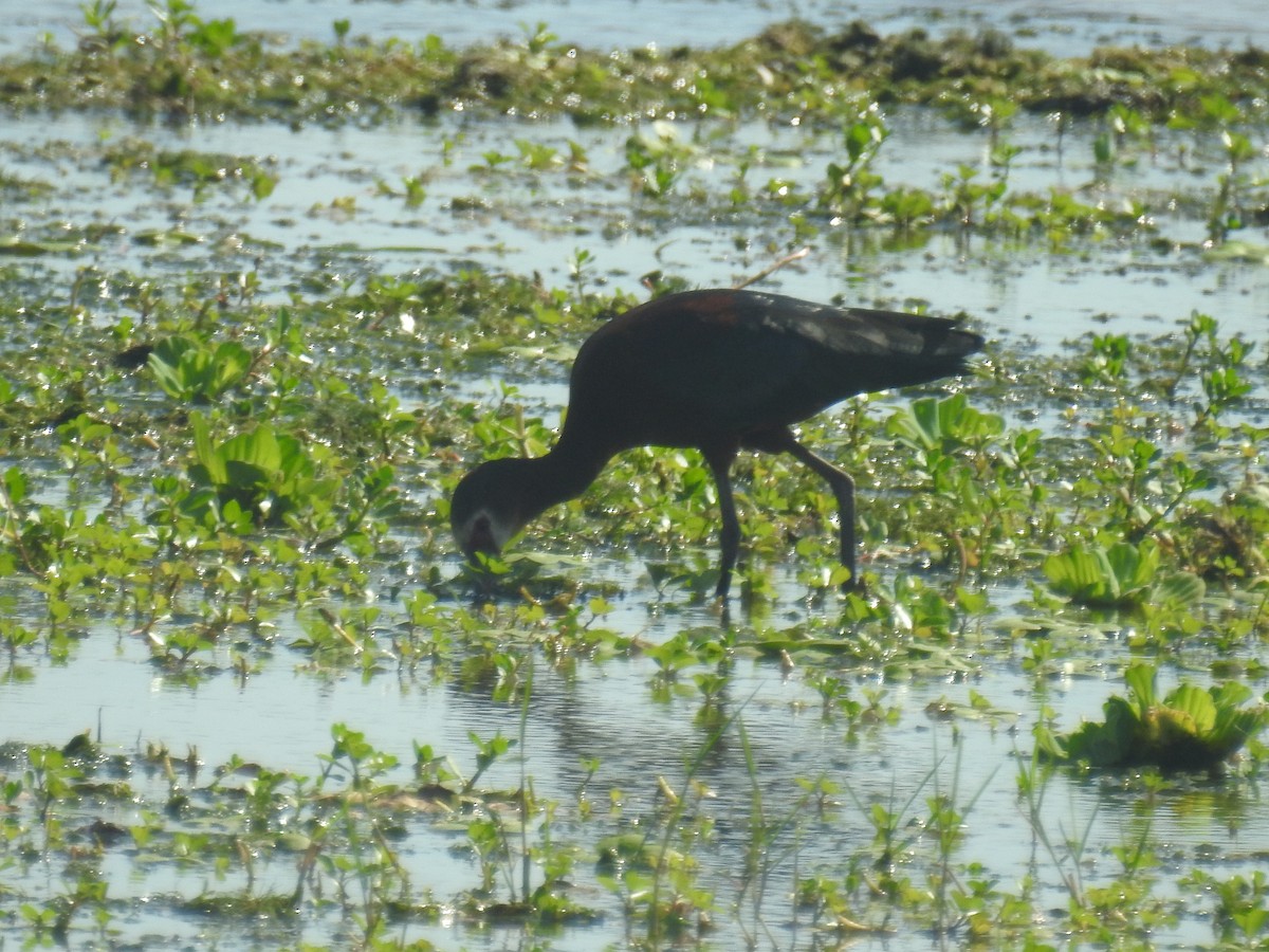 カオジロブロンズトキ - ML646761783