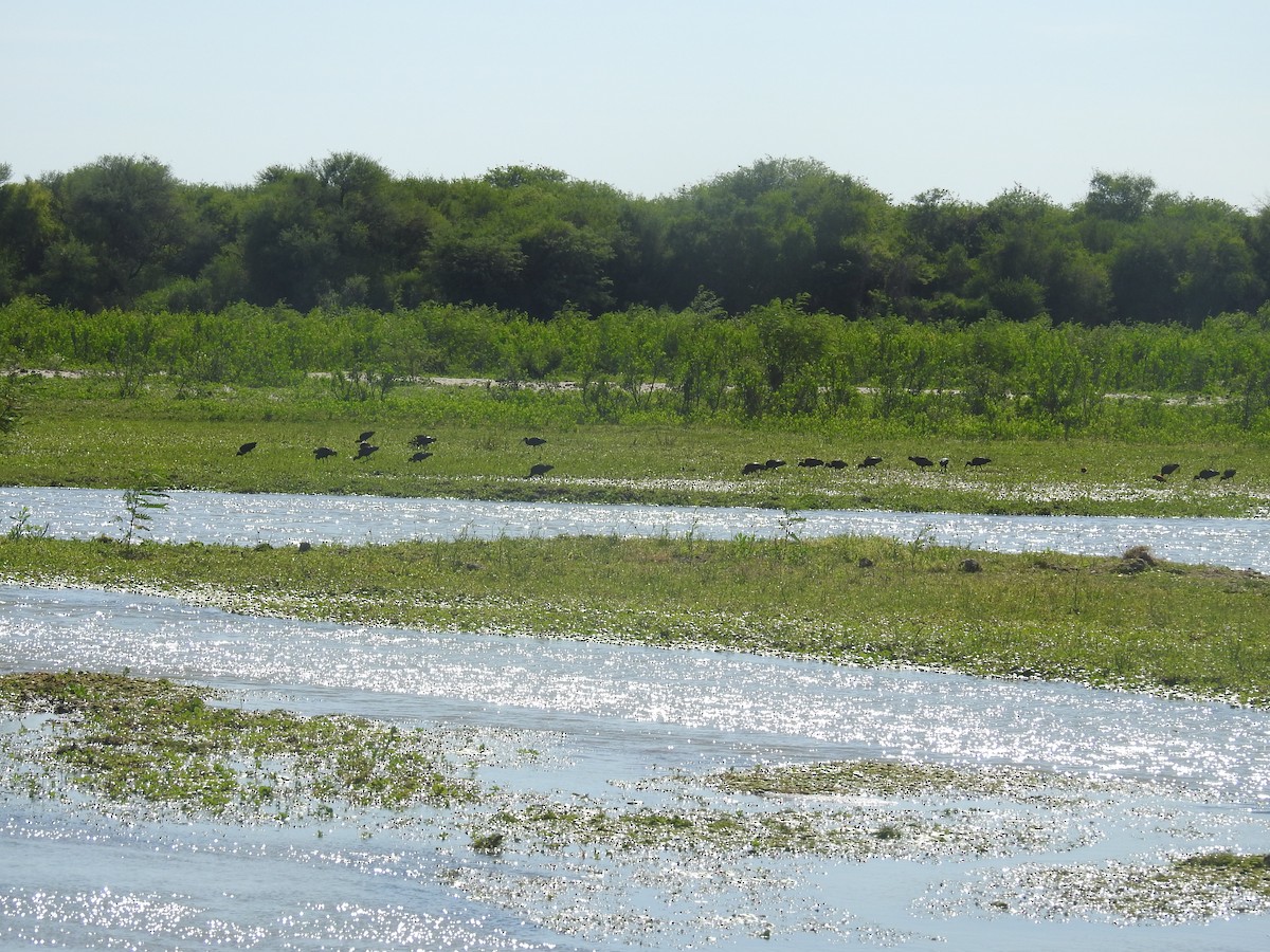 カオジロブロンズトキ - ML646761784