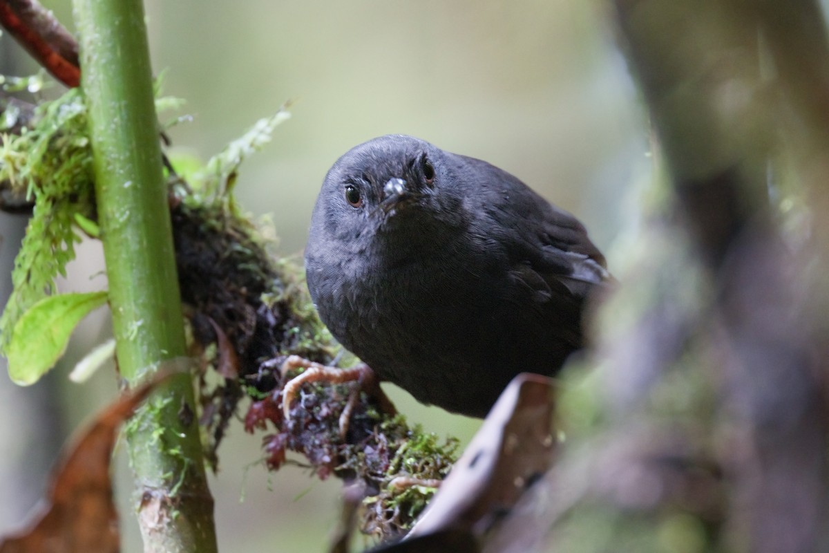 Rufous-vented Tapaculo - ML646761799