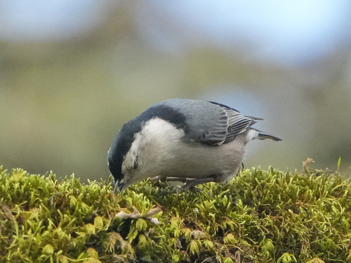Sittelle à poitrine blanche - ML646761809