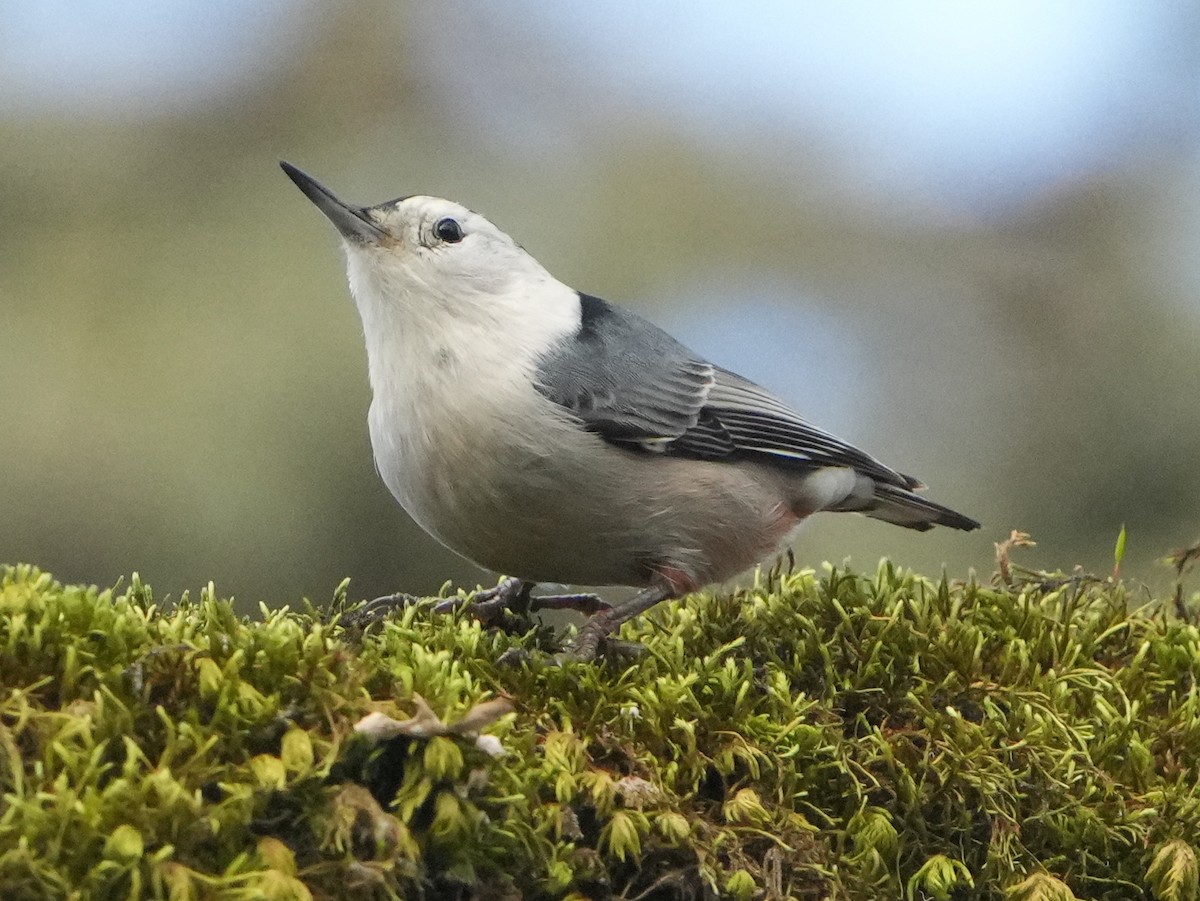 Sittelle à poitrine blanche - ML646761810