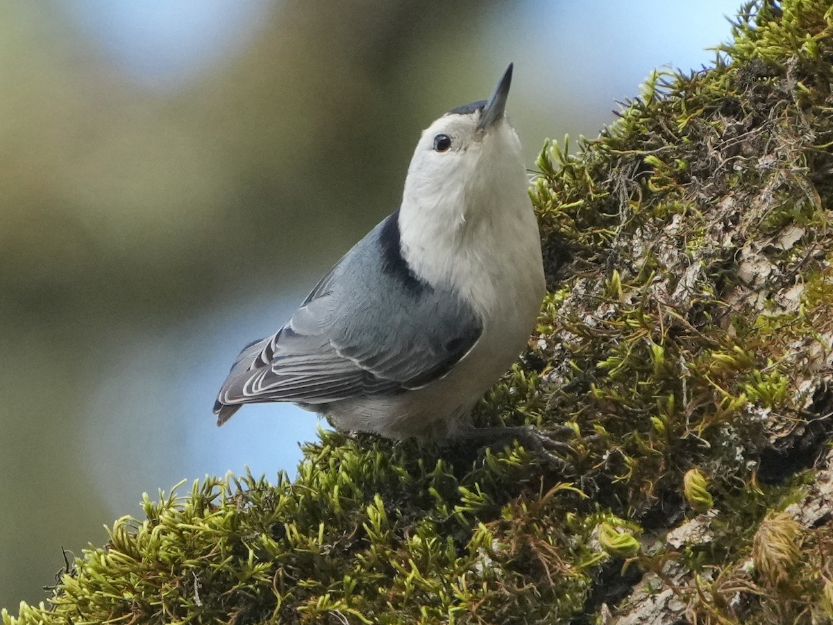 Sittelle à poitrine blanche - ML646761811
