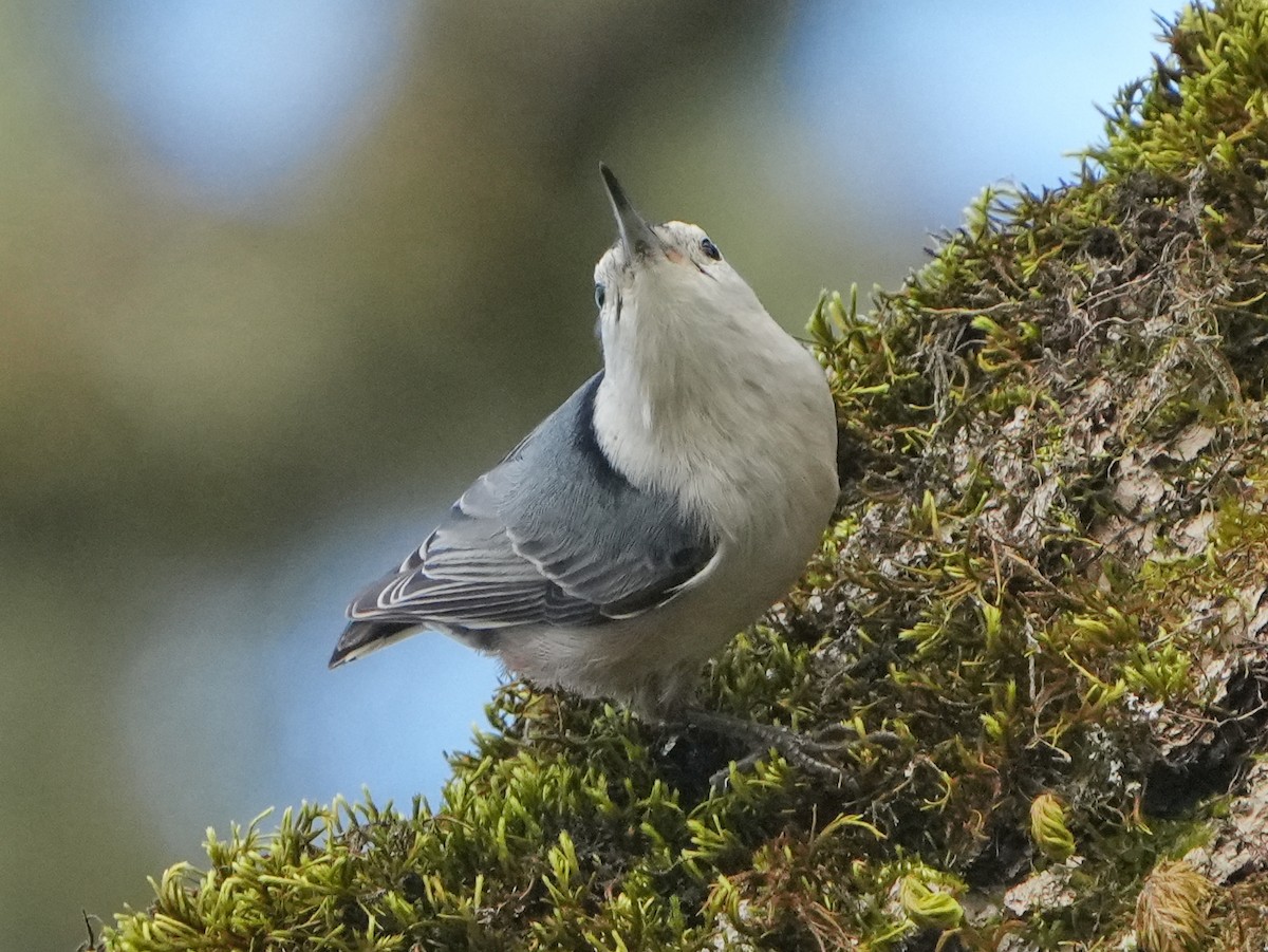 Sittelle à poitrine blanche - ML646761812